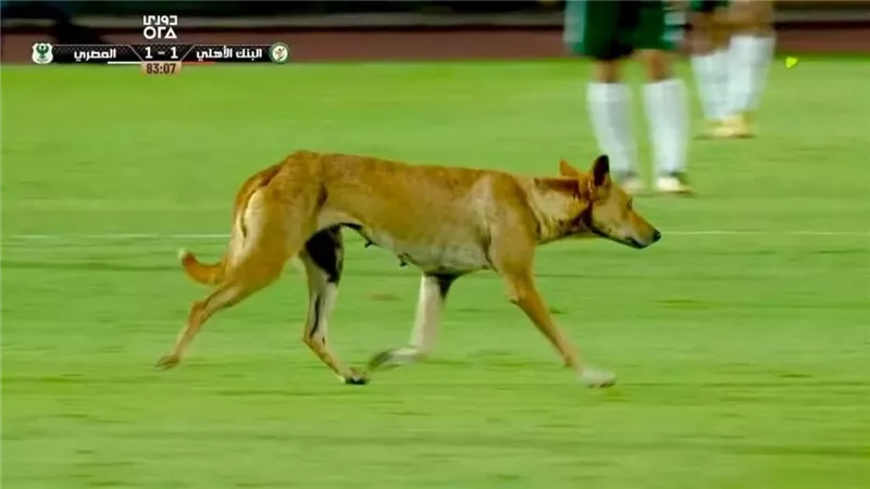 لقطة طريفة في الدوري الممتاز، كلب ضال يقتحم ملعب مباراة المصري والبنك (فيديو وصور)