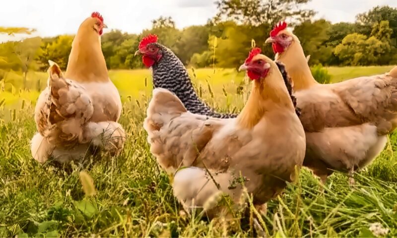 أسعار الفراخ البيضاء والبلدي في الأسواق (آخر تحديث)