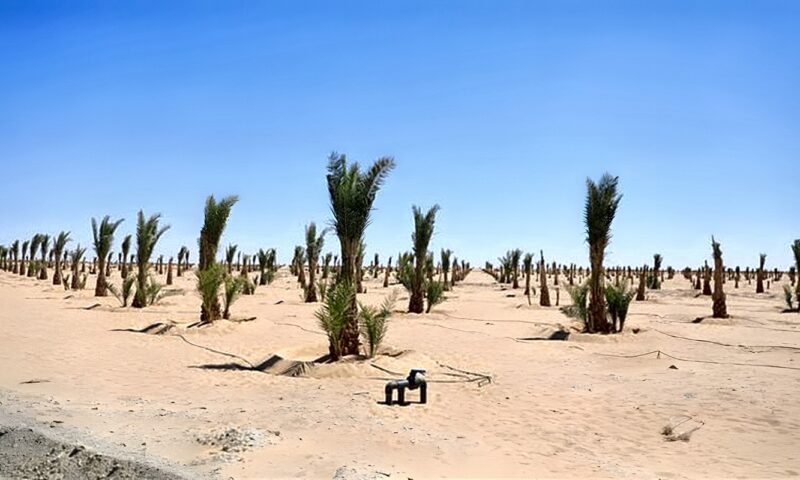 مليون نخلة و1500 فرصة عمل، تفاصيل إنشاء مجمع التمور بالوادي الجديد