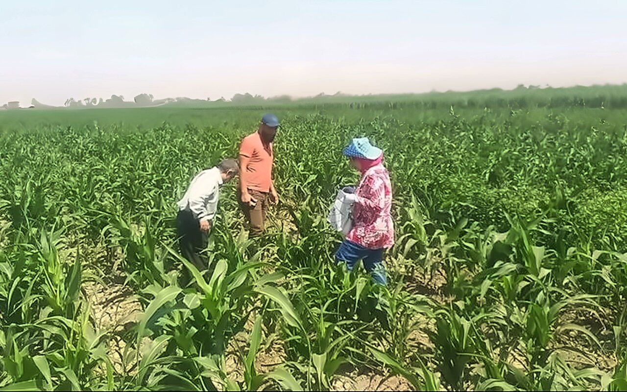 “الزراعة” تحذر من  ضرر نشاط الحشرات على المحاصيل الزراعية