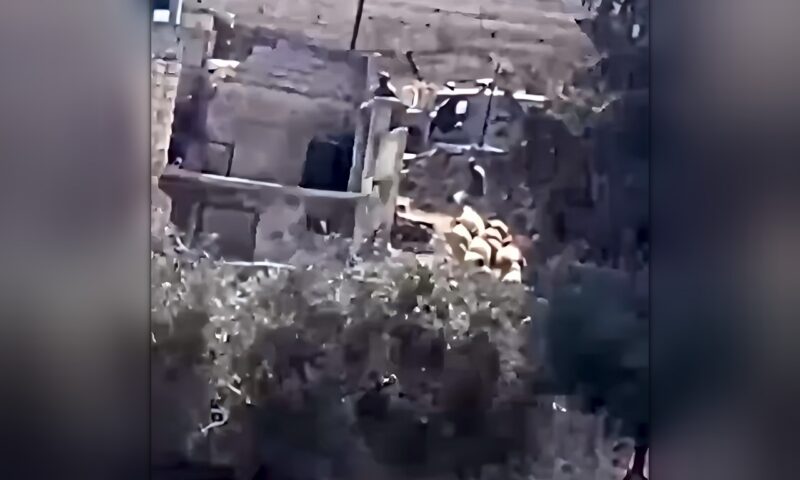 مستوطنون يسرقون أغناما في بلدة سلواد بالضفة الغربية