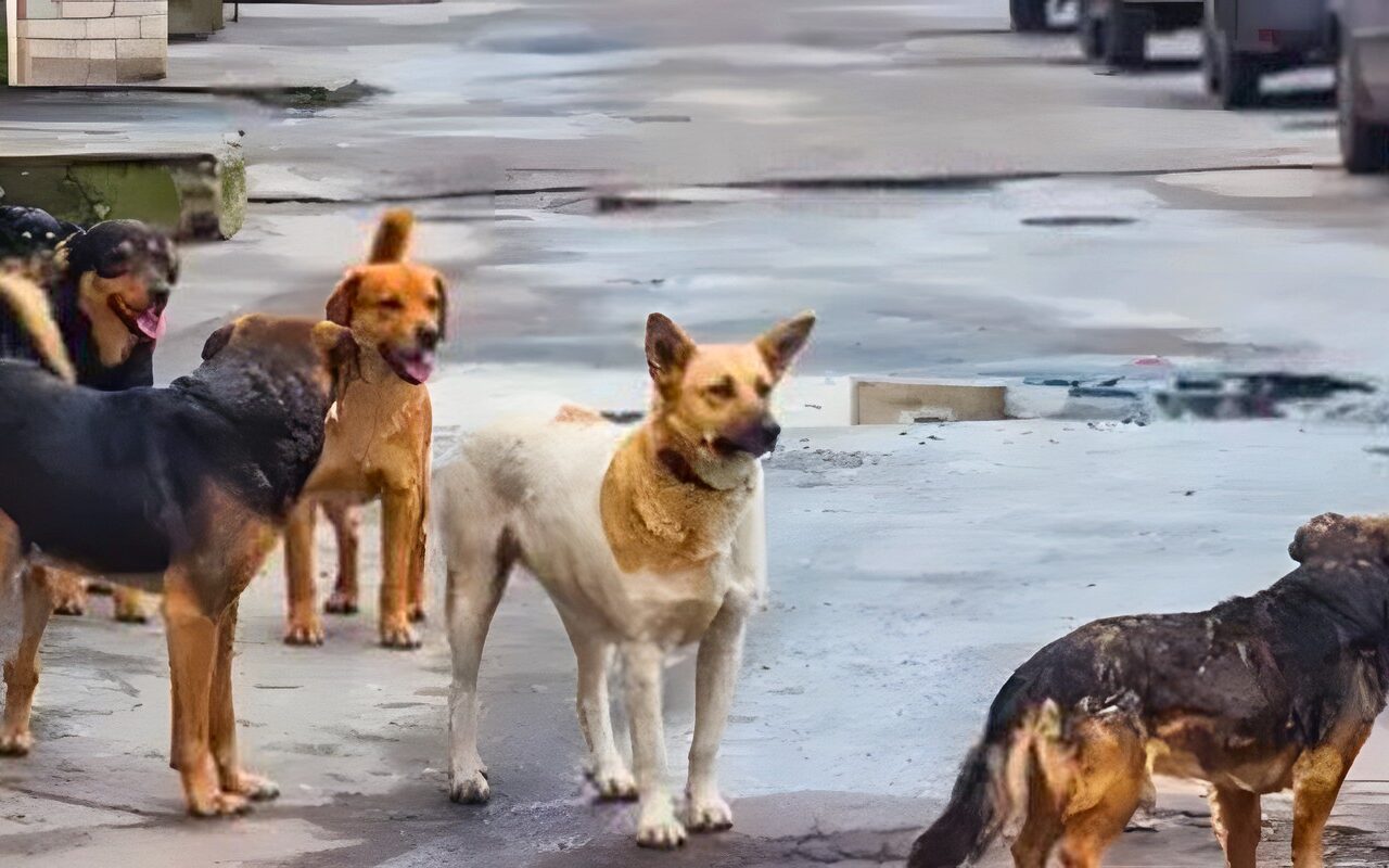 الطب البيطري ببورسعيد يحيل لجنة جمع الكلاب الضالة للتحقيق