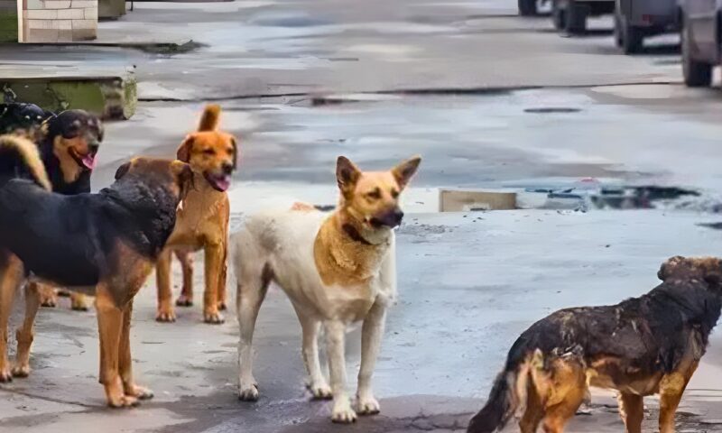 الطب البيطري ببورسعيد يحيل لجنة جمع الكلاب الضالة للتحقيق