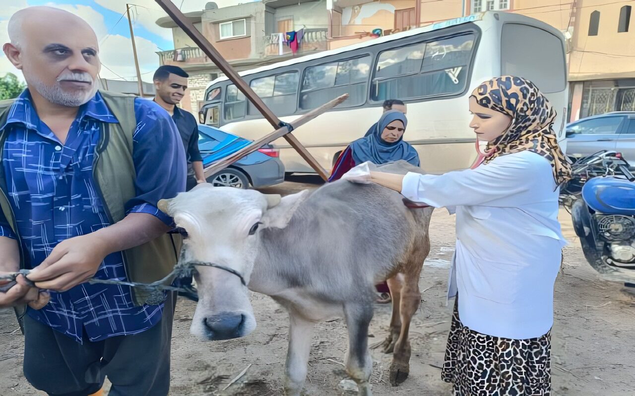 الطب البيطري يطلق قافلة مجانية بقرية حوض عشره لعلاج 420 رأس ماشية و 3700 طائر بالإسكندرية