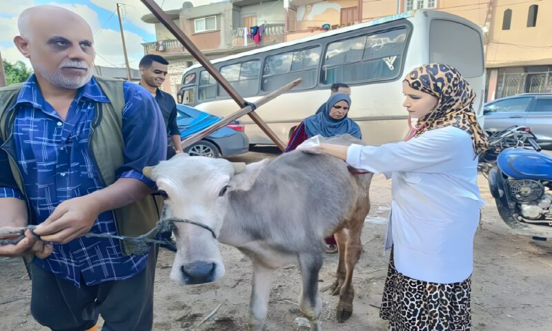 الطب البيطري يطلق قافلة مجانية بقرية حوض عشره لعلاج 420 رأس ماشية و 3700 طائر بالإسكندرية