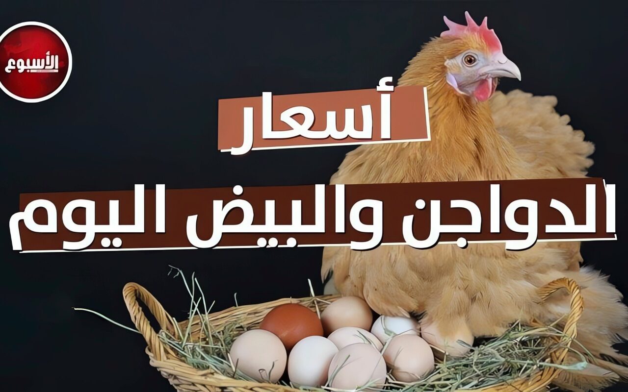 أسعار الدواجن اليوم.. سعر الفراخ البيضاء والبلدي والبيض للمستهلك