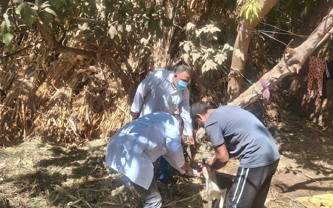«بيطري القليوبية» يعلن موعد إنطلاق الحملة القومية للتحصين ضد مرض الجلد العقدى