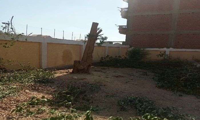 محافظ سوهاج يحيل مسؤولي مدرستين بساقلتة للتحقيق بسبب «التقليم الجائر» لأشجار معمرة