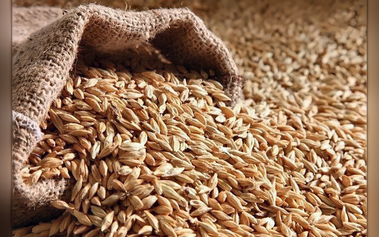سعر طن الأرز الشعير والأبيض اليوم في الأسواق.. بكام النهاردة؟