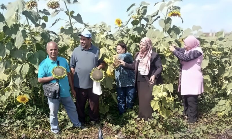 انطلاق موسم حصاد لب عباد الشمس في طوخ بالقليوبية