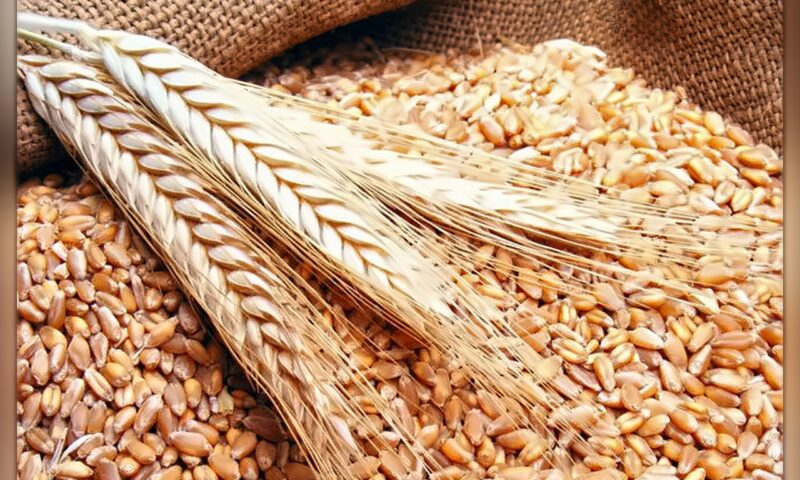 التموين: إتاحة القمح عبر البورصة السلعية لإنتاج الدقيق الحر