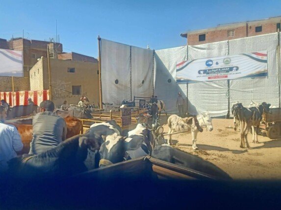 فحص وعلاج ١١١٥ طائرًا في قافلة بيطرية مجانية ببني سويف