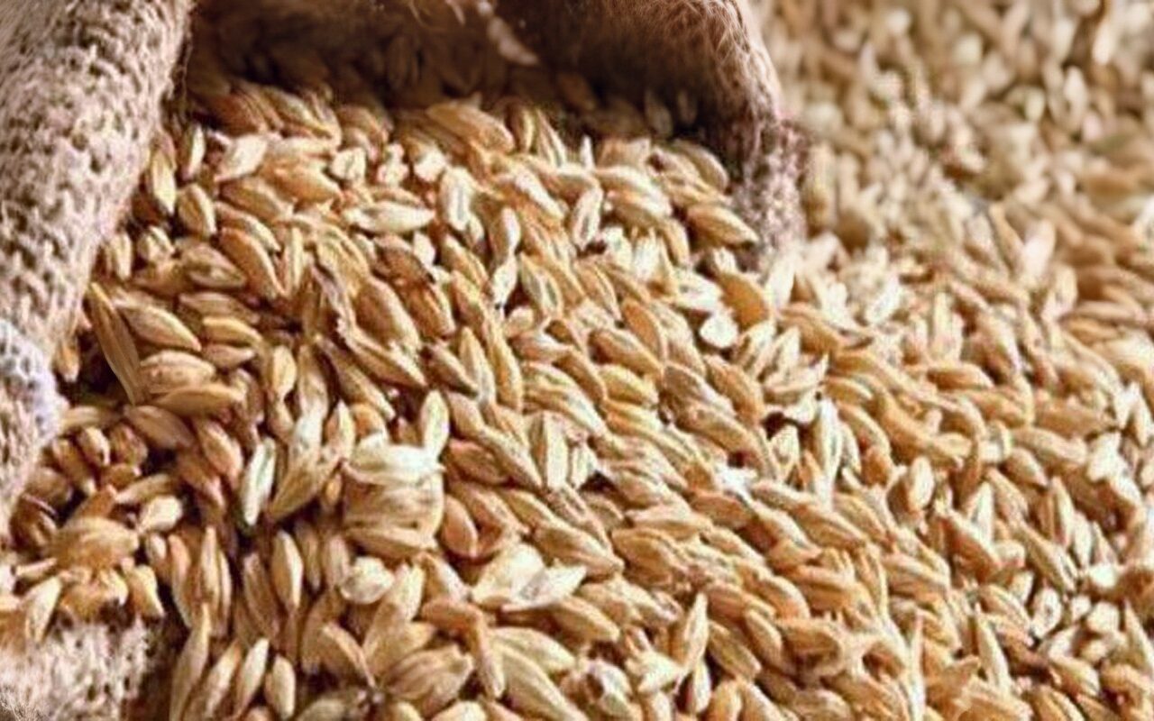 سعر الأرز الشعير الآن.. طن الحبة والعريضة والرفيعة بكام؟