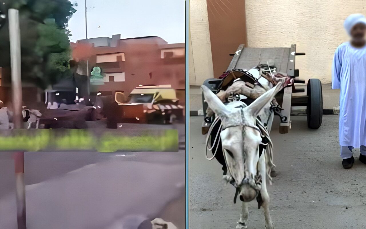 تسبب في توقف القطار.. ملابسات فيديو عبور سائق عربة «كارو» المزلقان أثناء غلقه