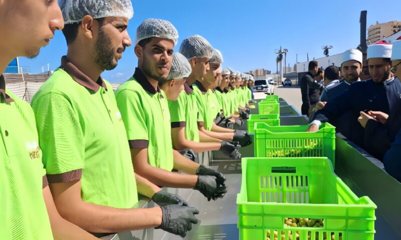 مطروح تطلق مبادرة «أطول سلسلة زيتون» ضمن فعاليات المهرجان الدولي الأول للزيتون