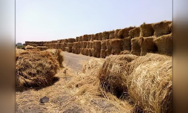 الزراعة: تدوير 495 ألف طن من قش الأرز وإنتاج أعلاف وأسمدة عضوية