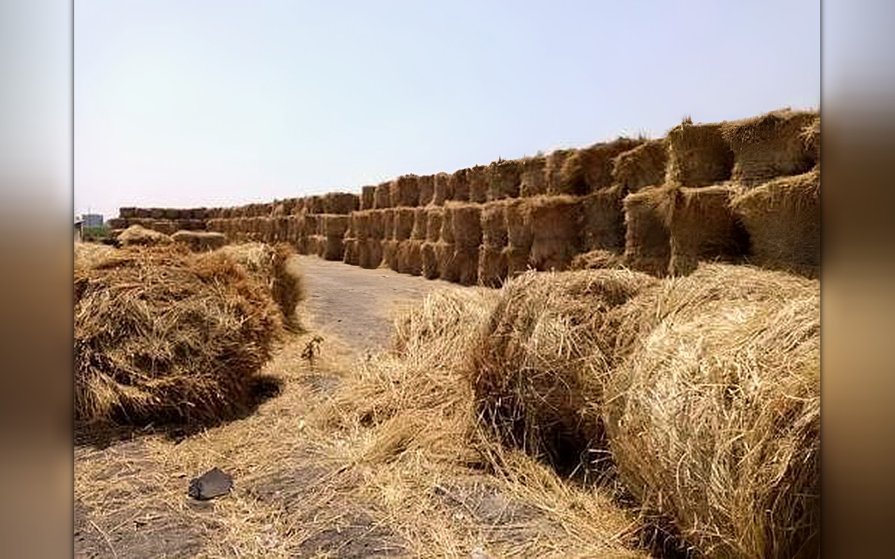 الزراعة: تدوير 495 ألف طن من قش الأرز وإنتاج أعلاف وأسمدة عضوية