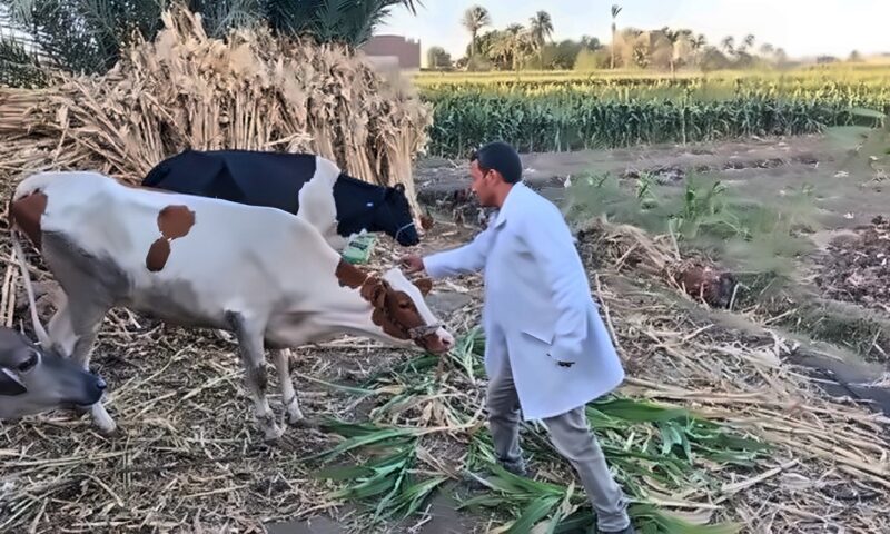 «من القرى إلى النجوع».. المنيا تنجح في تحصين 180 ألفًا و781 رأس ماشية ضمن الحملة القومية