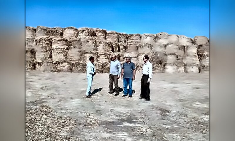 «زراعة الغربية» تُكثف جولاتها الميدانية لمواجهة «السحابة السوداء».. ومتابعة مواقع تجميع وتدوير قش الأرز