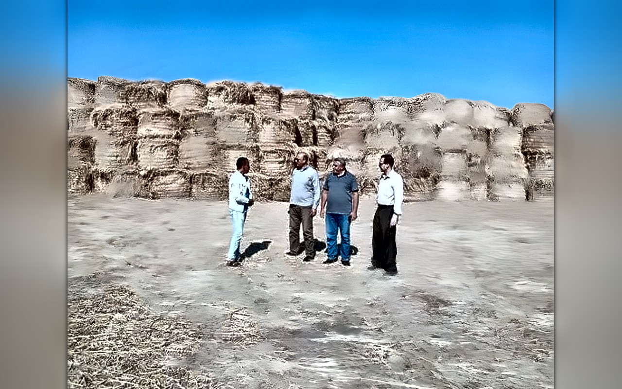 «زراعة الغربية» تُكثف جولاتها الميدانية لمواجهة «السحابة السوداء».. ومتابعة مواقع تجميع وتدوير قش الأرز