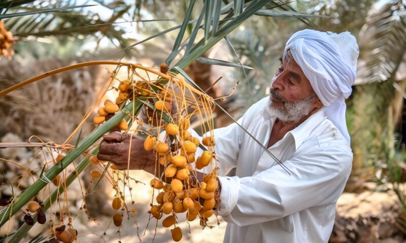 من نخلة واحدة إلى مصنع للتمور.. حكاية نهضة اقتصادية صنعها 400 مزارع في سيوة