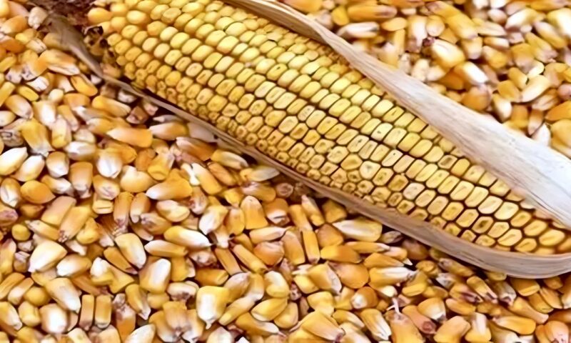 مصر تستورد 8.5 مليون طن خلال 9 أشهر ونصف