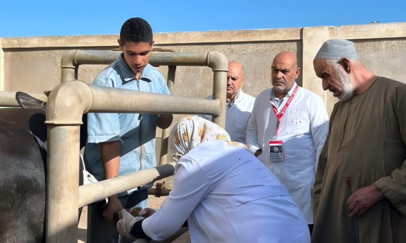 قافلة بيطرية بالقليوبية تعالج 8840 حالة من رؤوس الماشية والطيور بقرية الشموت مجانًا