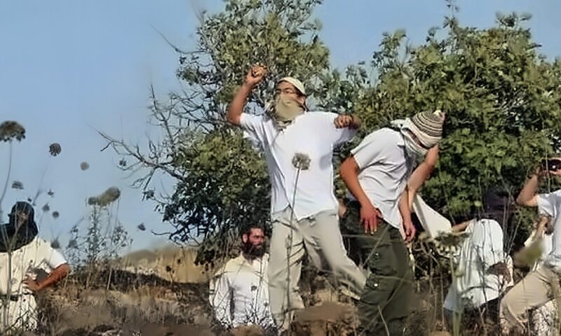 سرقة معدات واحتجاز نساء.. اعتداءات الاحتلال تحاصر موسم الزيتون