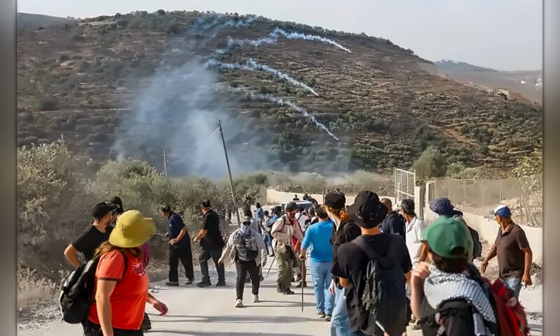 219 اعتداءً في الضفة خلال 12 يوماً.. 136 منها استهدفت موسم الزيتون