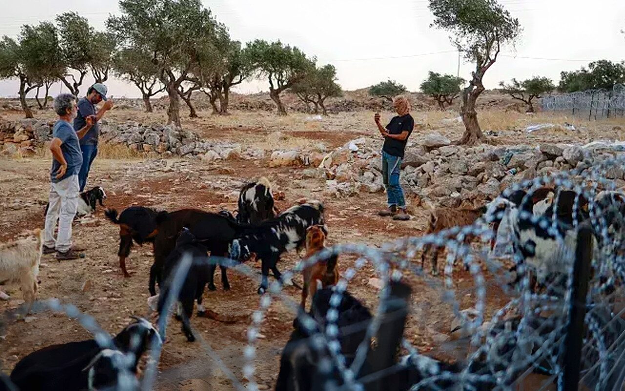 الإحصاء: اعتداءات المستوطنين تهجّر 118 تجمعًا رعويًا في الضفة خلال 3 سنوات