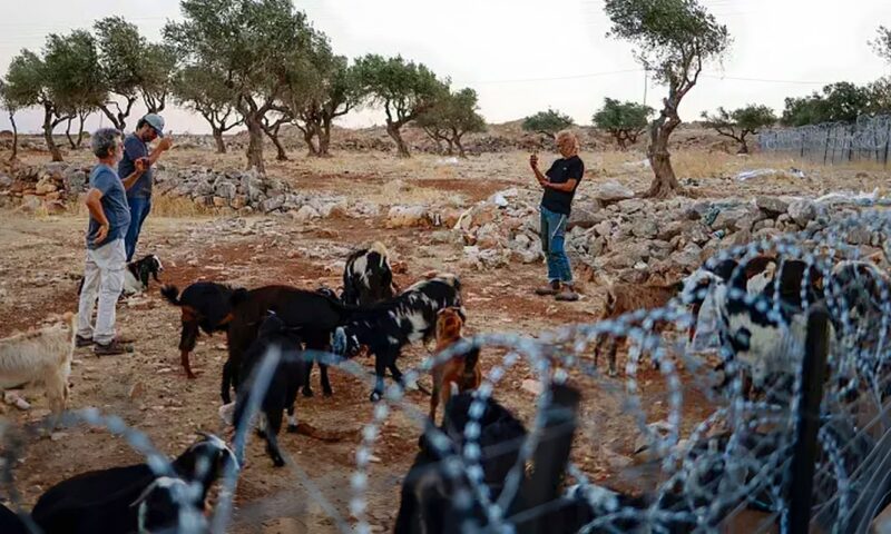 الإحصاء: اعتداءات المستوطنين تهجّر 118 تجمعًا رعويًا في الضفة خلال 3 سنوات