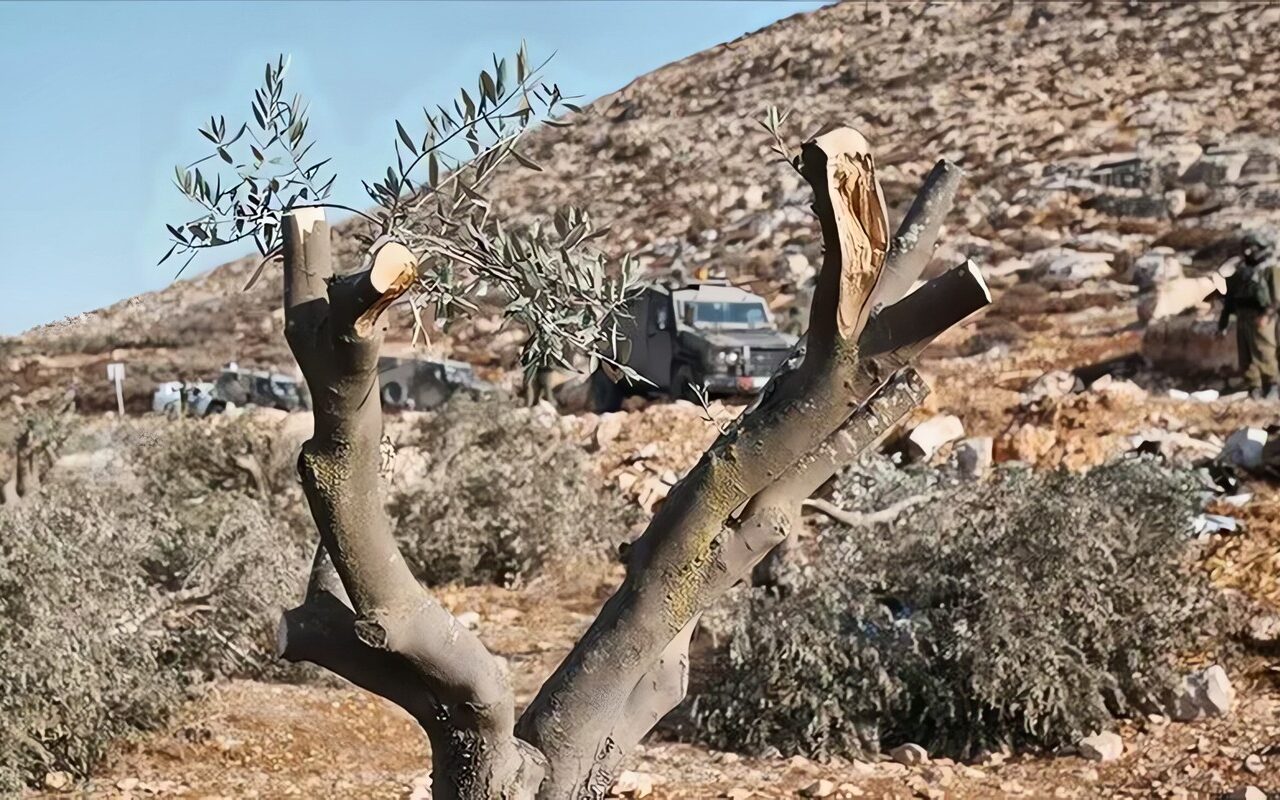 سرقة 17 كيس زيتون ومعدات زراعية.. المستوطنون يصعّدون اعتداءاتهم على المزارعين