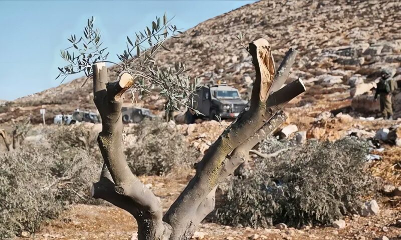 سرقة 17 كيس زيتون ومعدات زراعية.. المستوطنون يصعّدون اعتداءاتهم على المزارعين