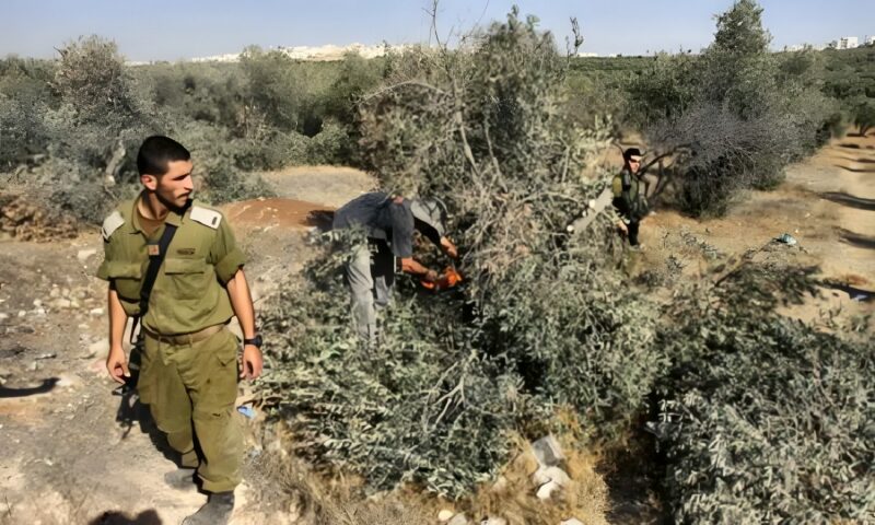 سرقة جرارات واحتجاز 15 مزارعًا.. اعتداءات متصاعدة خلال موسم الزيتون