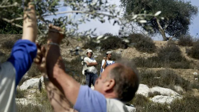 بالتزامن مع شق طريق غرب جنين.. 13 اعتداءً للاحتلال والمستوطنين على قاطفي الزيتون